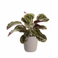 Potted Calalthea