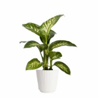 Fresh Potted Dieffenbachia Plant in 10 inch container Perspective: Main