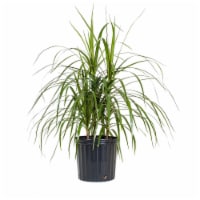 Fresh Dracaena Foliage Plant in 10 inch container Perspective: Main