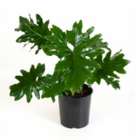Philodendron Foliage