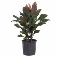 Fresh Cordyline Foliage Plant in 10 inch container Perspective: Main
