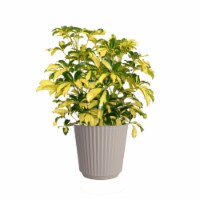Fresh Potted Arboricola Plant in 10 inch container Perspective: Main