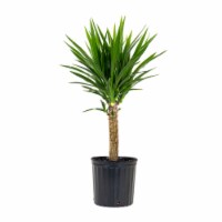 Fresh Yucca Foliage Plant in 10 inch container Perspective: Main