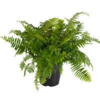 Fresh Macho Foliage Plant in 10 inch container Perspective: Main