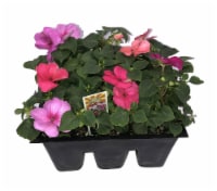 Fresh Impatiens Solid Flat Perspective: Main