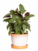 Mesa House Plant Perspective: Main