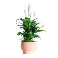 Fountain of Youth Floral Houseplant Perspective: Main