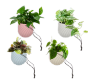 LiveTrends Chateau Foliage Hanging Basket - Assorted