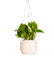 LiveTrends Drip Hanging Potted Plant