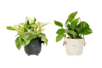 LiveTrends Bambini House Plant Perspective: Main