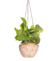 LiveTrends Paleo Potted Plant Perspective: Main