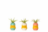 LiveTrends Chicky Potted Plant - Assorted Perspective: Main