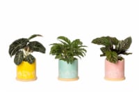 Flower Power Potted Plant - Assorted Perspective: Main