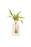 Nourish Small House Plant Perspective: Main