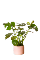 Verdure Potted House Plant Perspective: Main