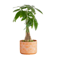 LiveTrends Neu Mishima House Plant Perspective: Main