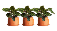 LiveTrends Potted Plants Perspective: Main