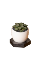 LiveTrends Dark Unison House Plant