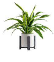 Ezra Beautiful Pot - Black/White
