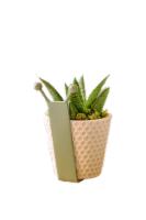LiveTrends Sully Snail Succulent Potted Plant