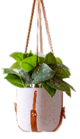 LiveTrends Sycamore Potted Plant Perspective: Main