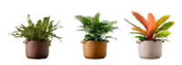 LiveTrends Walnut Plants