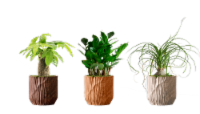Red Oak Assorted Potted Plant