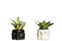 LiveTrends Seasonal Potted Plants Perspective: Main