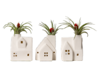 LiveTrends Winter Village Potted Succulent - Assorted