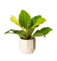 LiveTrends Daybreak Potted Plants Perspective: Main