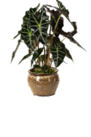 LiveTrends Peppercorn Potted Plant