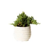 LiveTrends Genevieve Potted Plant Perspective: Main