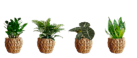 Braid Plant in Basket Perspective: Main