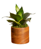 LiveTrends Neu Acasia Potted Plant Perspective: Main