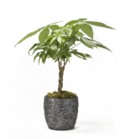 Gift of Luck Indoor Plant Perspective: Main