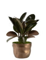 LiveTrends Vorta Potted Plants