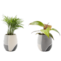 Brut Potted Plant Perspective: Main