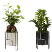 Breuer Indoor Potted Plant Perspective: Main