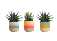 LiveTrends Pastel Ceramic Planters Perspective: Main