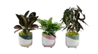 LiveTrends Rolling Hills' House Plant Perspective: Main