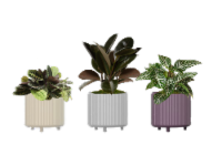 LiveTrends Potted Plants Perspective: Main