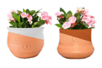 Petite Palpa Clay Pot Perspective: Main