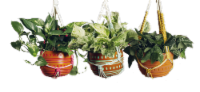 Javari Potted Plant Perspective: Main