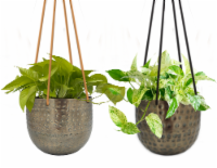 Brazen Hanging Potted Plant Perspective: Main