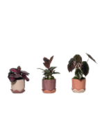 LiveTrends flowers Perspective: Main