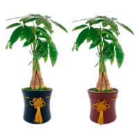 LiveTrends Mystic Plant Perspective: Main