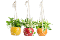 LiveTrends Canopy Views Potted Plants Perspective: Main