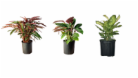 8" Foliage - Fast Wrap Perspective: Main