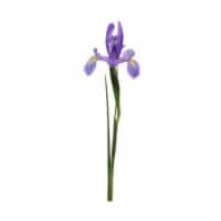 Iris Perspective: Main