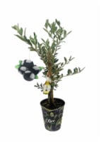 Elizabeth & Alexandra Nursery Olive Tree Perspective: Main